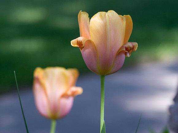 Orange Pink Tulip
