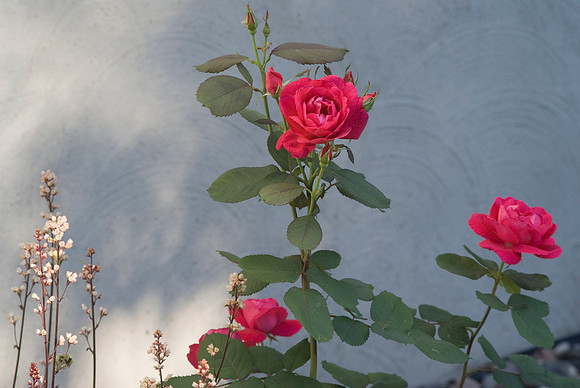 Winnipeg Park Rose And Heuchera
