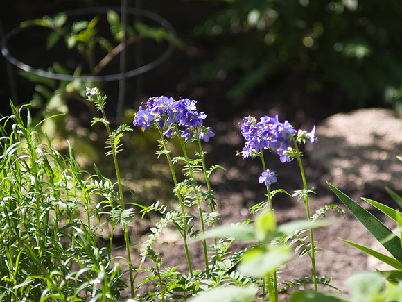 Jacob's Ladder Campanula Glomerata