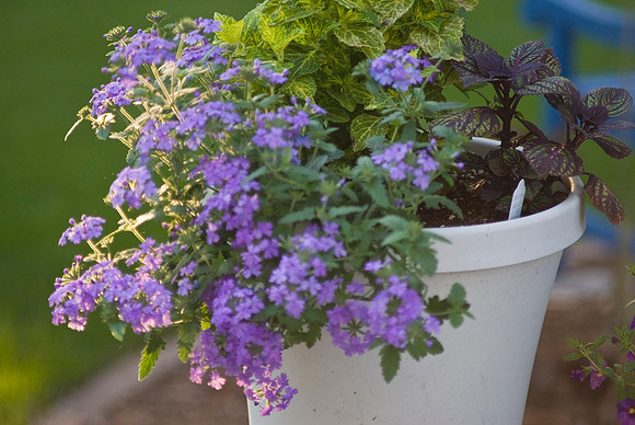 Verbena And Coleus