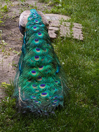 Peacock