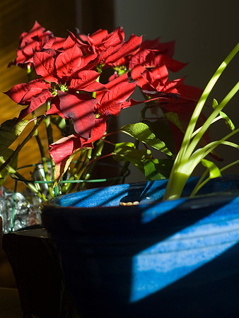 Poinsettia Red Green Blue