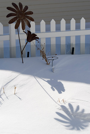 Rusty Sunflowers Shadows