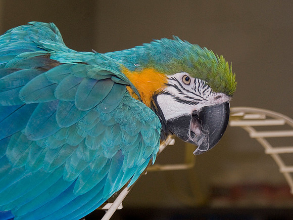 Parrot