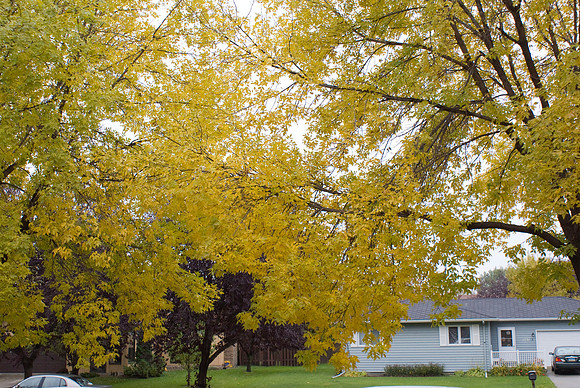 The Green & Gold