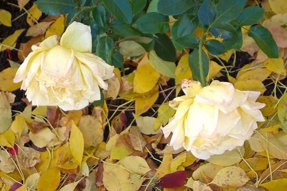 DSCF2649a