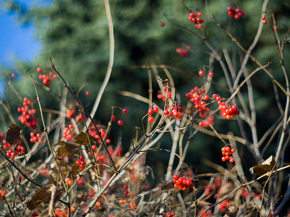 Red Berries
