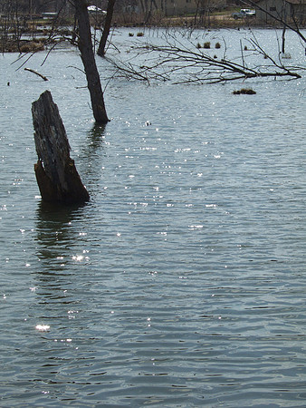 Reflections in The Pond