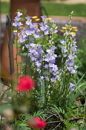 Roses And Peachleaf Bellflowers