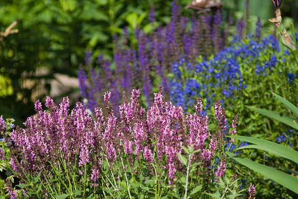 May Night Salvia, Rose Queen Salvia