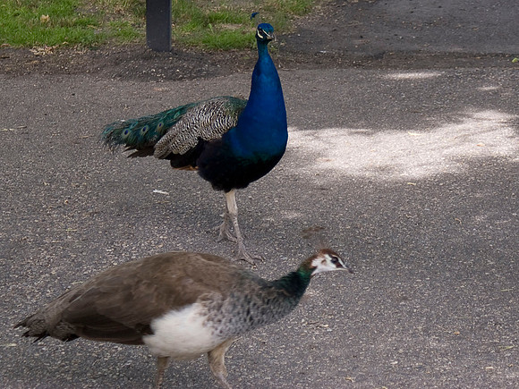 Peacocks