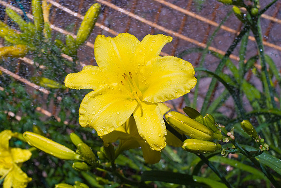 Watering The Lilies