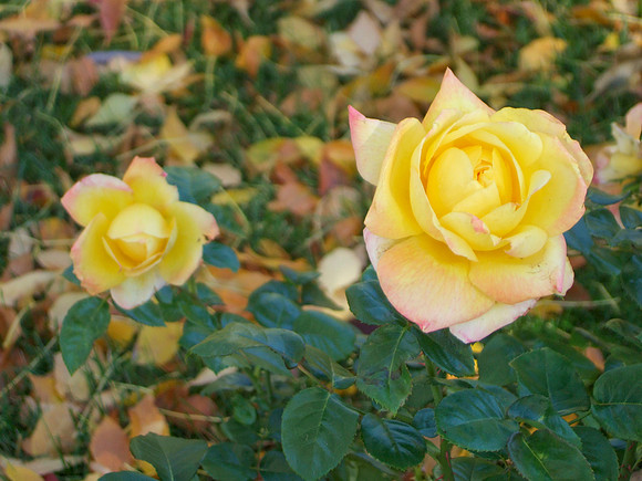 DSCF2650a