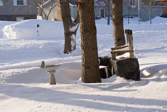 Snow Trees & Shadows