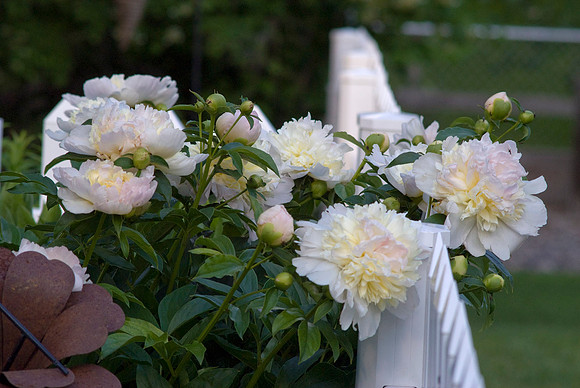 White Peonies