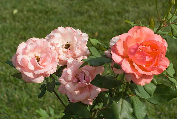 DSC06575a1