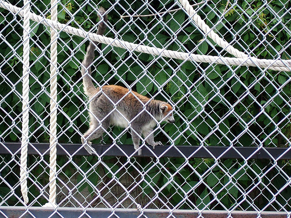 Lemurs