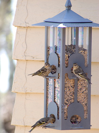 Bird Feeder