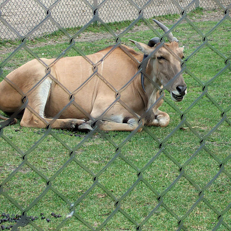 gemsbok