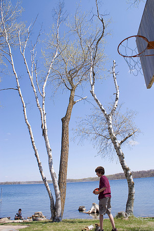 Birch Trees As Basketball Players