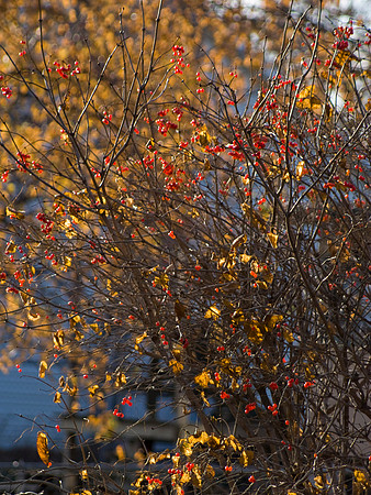 Gold Leaves & Red Berries