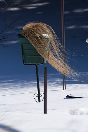 Grass Hair In The Breeze