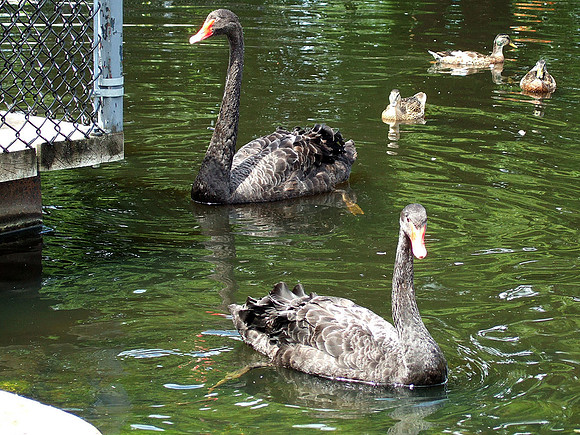 Black Swan & Ducks