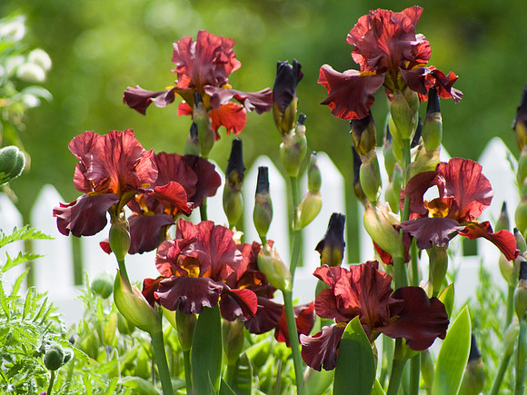 Tall Bearded Irises And Fence