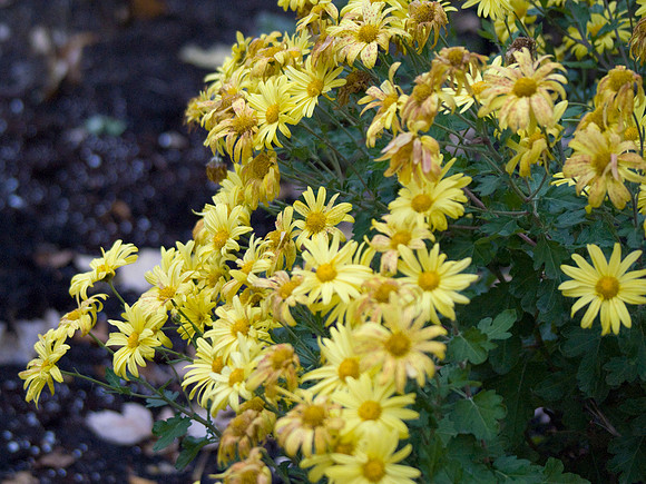 Yellow Chrysanthemums