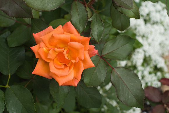 DSC05764