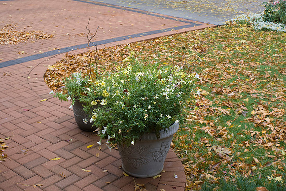 Pavers Plants & Leaves