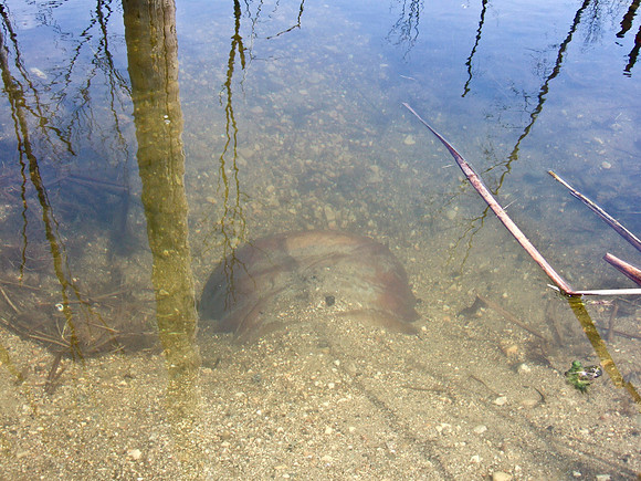 Northern Minnows