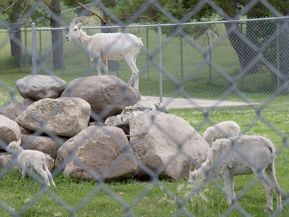 Mountain Goats