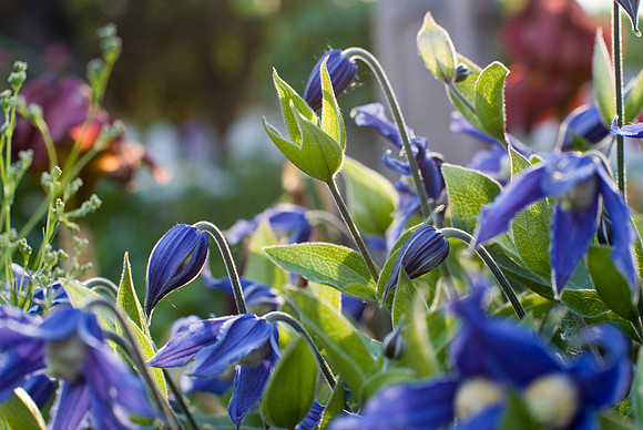 Bush Clematis